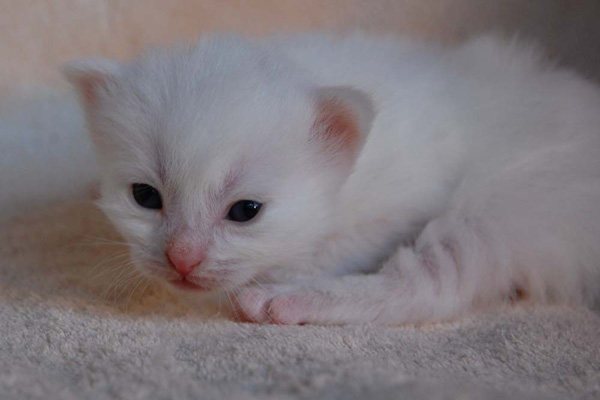 Taris-3 Wochen alt.jpg